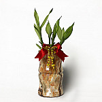 Red Dragon Potted Plants_Bamboo